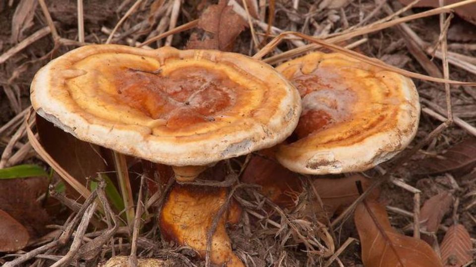 Ganoderma curtisii benefits