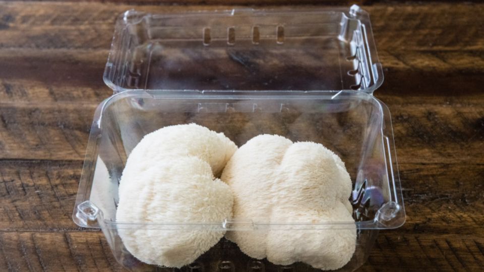 Where to buy lion's mane mushroom header