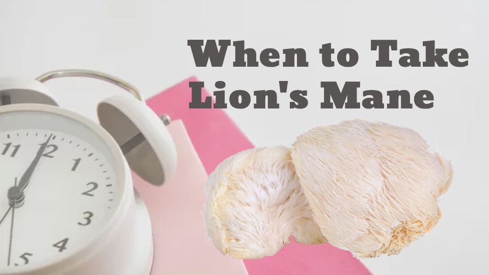 When to take lion's mane header: a white clock and lion's mane mushrooms