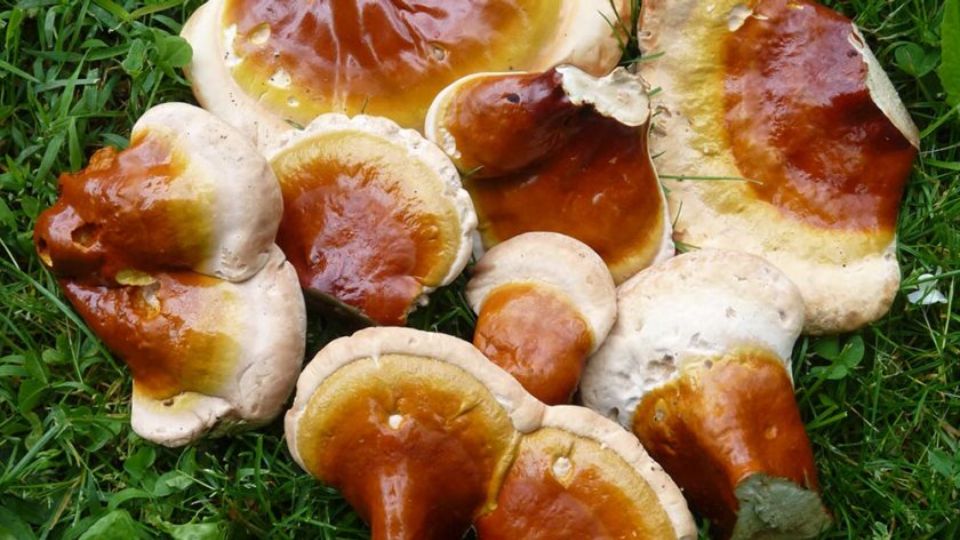 ganoderma tsugae header