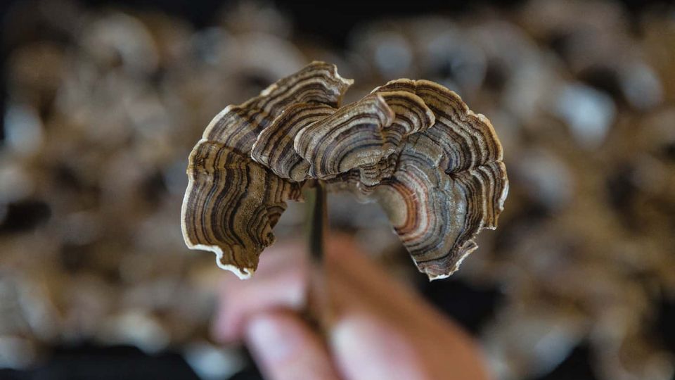 how to dry turkey tail mushrooms header