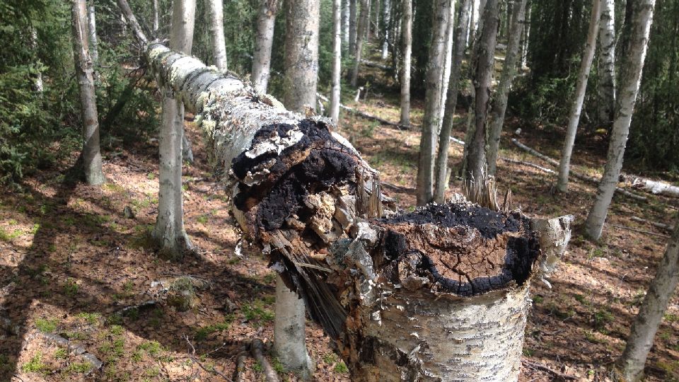 overharvesting chaga