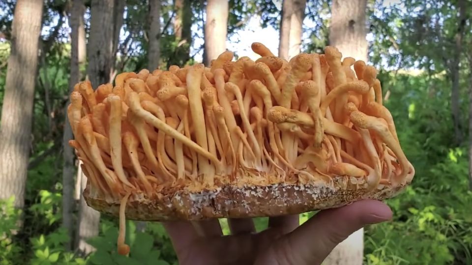 a hand hold cordyceps militaris