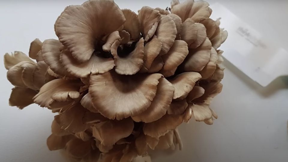 one head of Maitake mushrooms with a knife