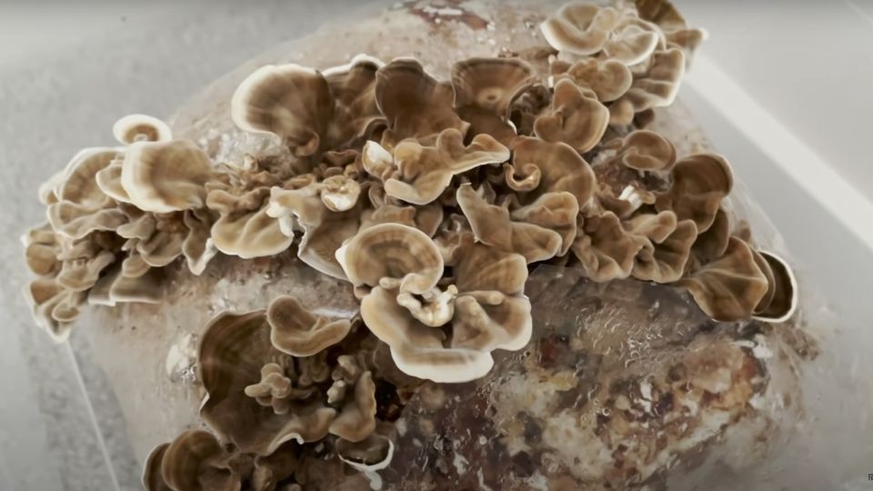 Turkey tail mushrooms growing in a grow bag