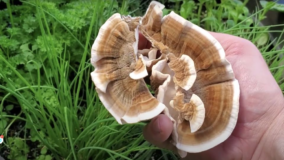 Turkey tail mushrooms are held in a hand