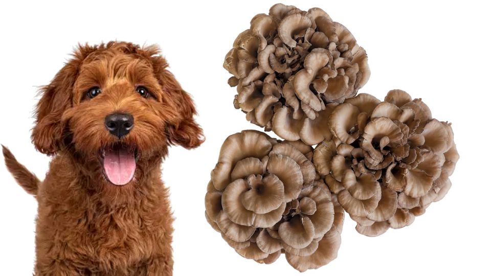 A cute dog with maitake mushrooms