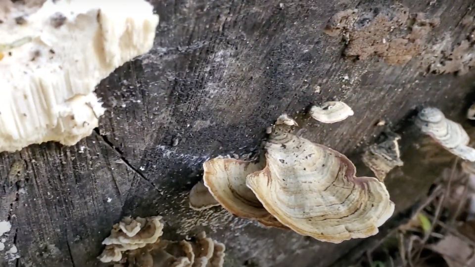 false turkey tail mushrooms look like