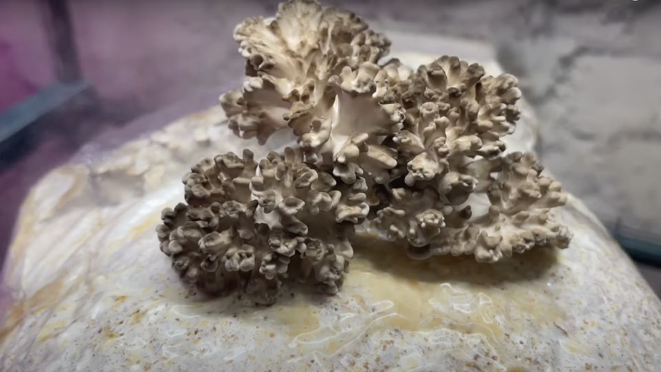 Growing maitake mushrooms indoor