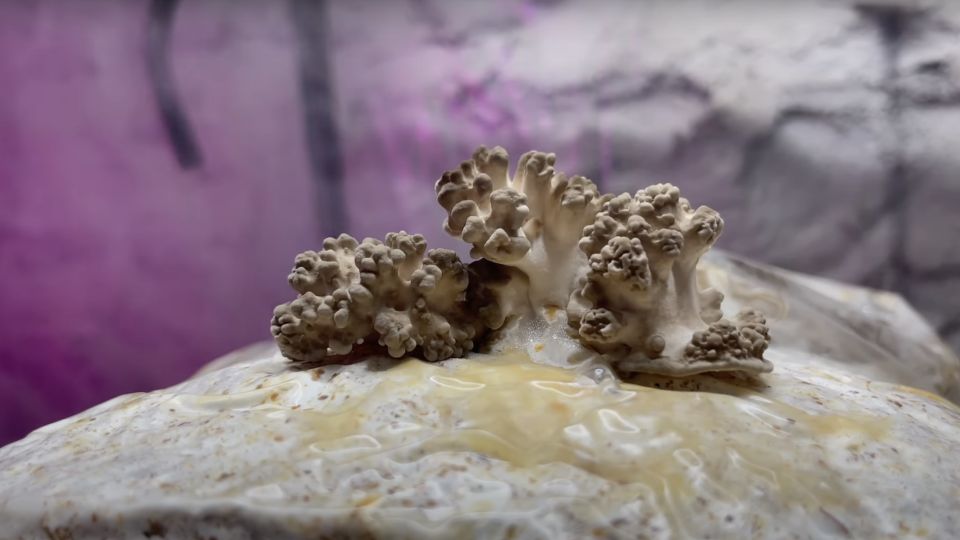 Sprouting Maitake Mushrooms