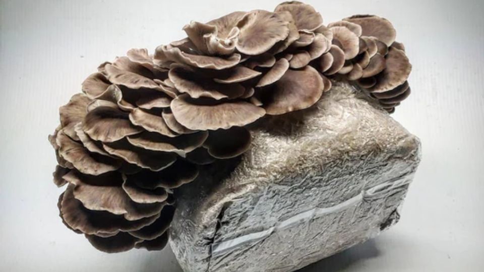 maitake mushroom growing kit header