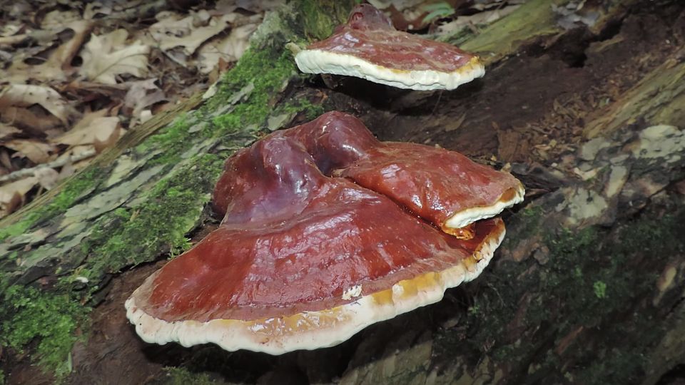 matured reishi were found on dead tree