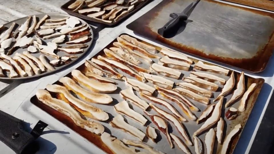 preparing reishi mushrooms slices on trays