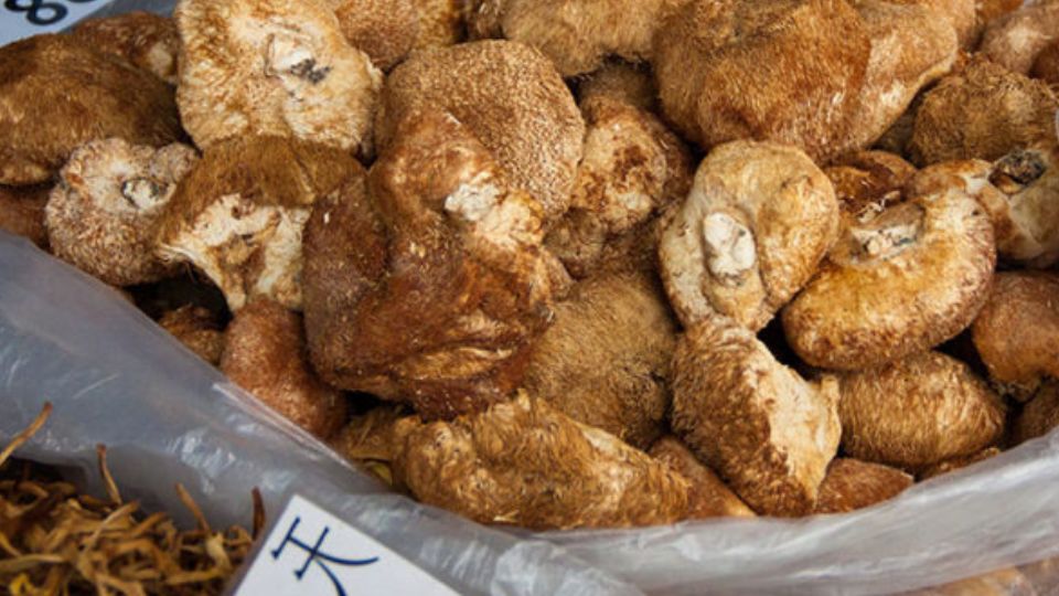 Dried lion's mane mushrooms