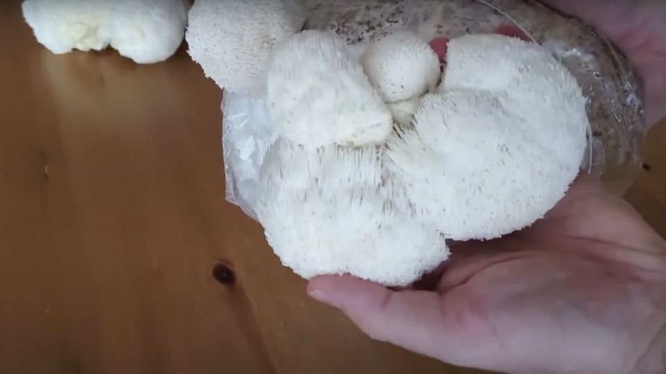Harvest lion's mane muhsrooms from a grow kit