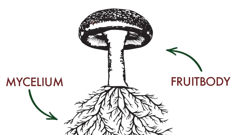 image shows what's mushroom fruitbody and mycelium