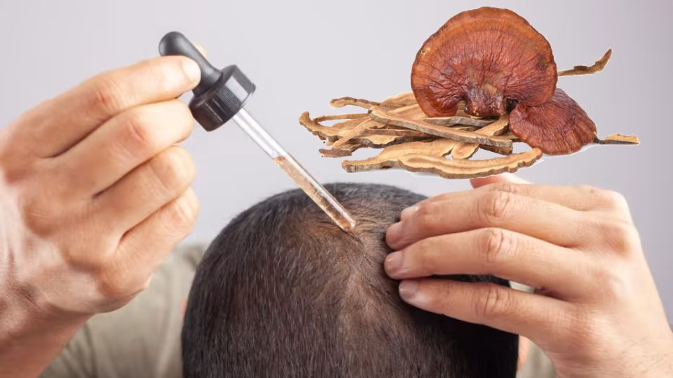 reishi mushroom benefits for hair