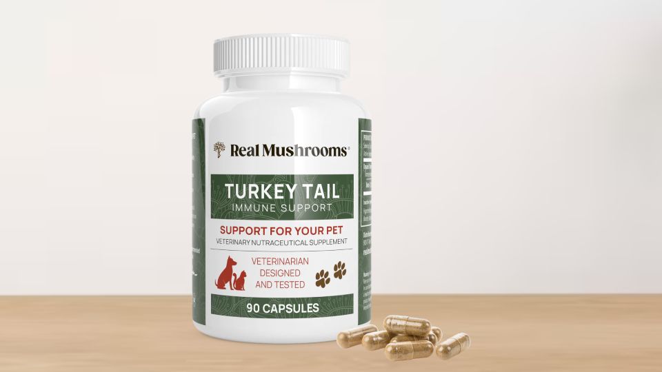 Real Mushrooms Turkey tail for pets